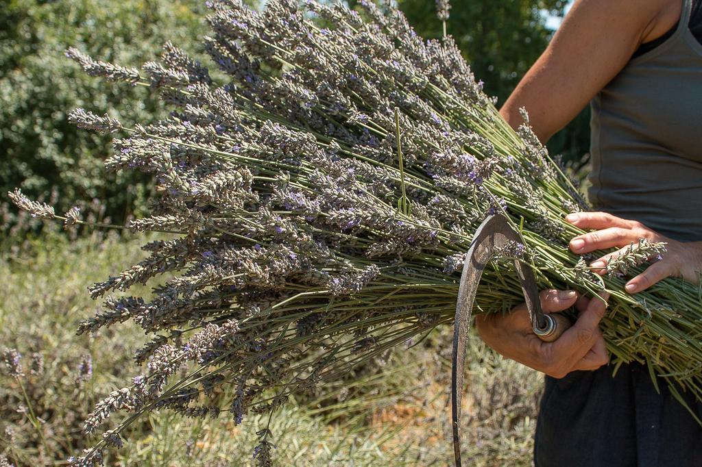 La Casetta Di Lu Cellarengo Εξωτερικό φωτογραφία